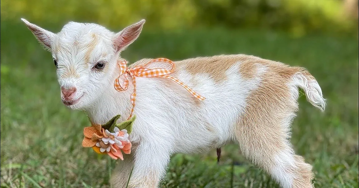 The Cutest Goat Triplets Have the Happiest Feet While Running Around