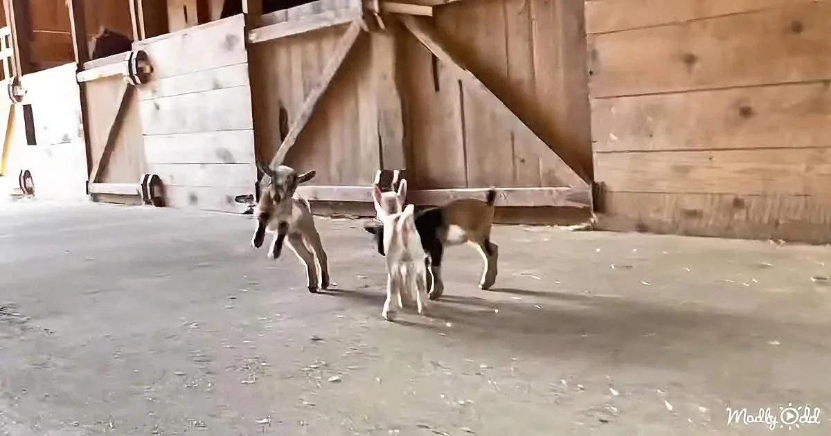 Three playful baby goats are running and jumping inside a barn.