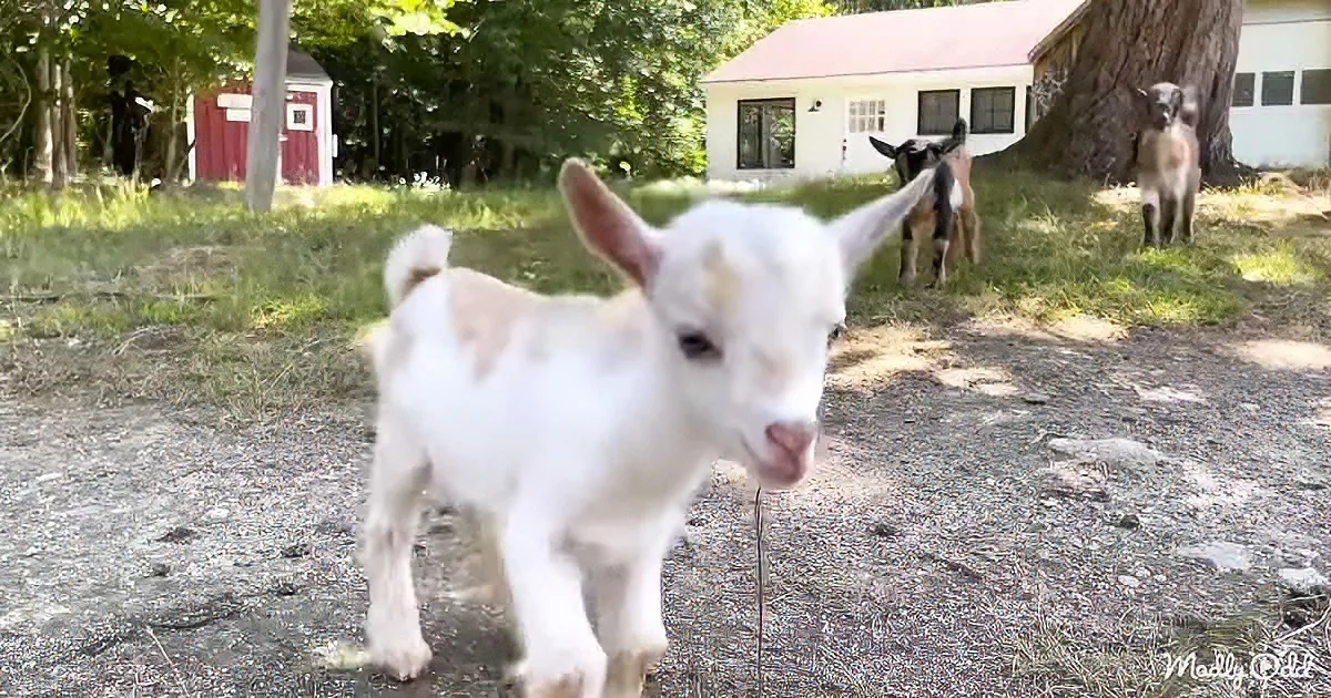 A white and brown goat stands on a gravel path, with other goats and a house in the background.