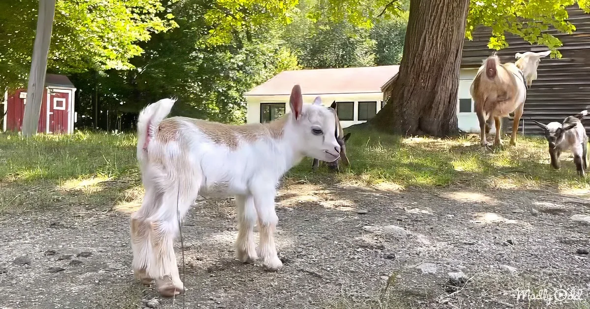 A young white and brown goat stands on a gravel path, surrounded by trees and other goats.