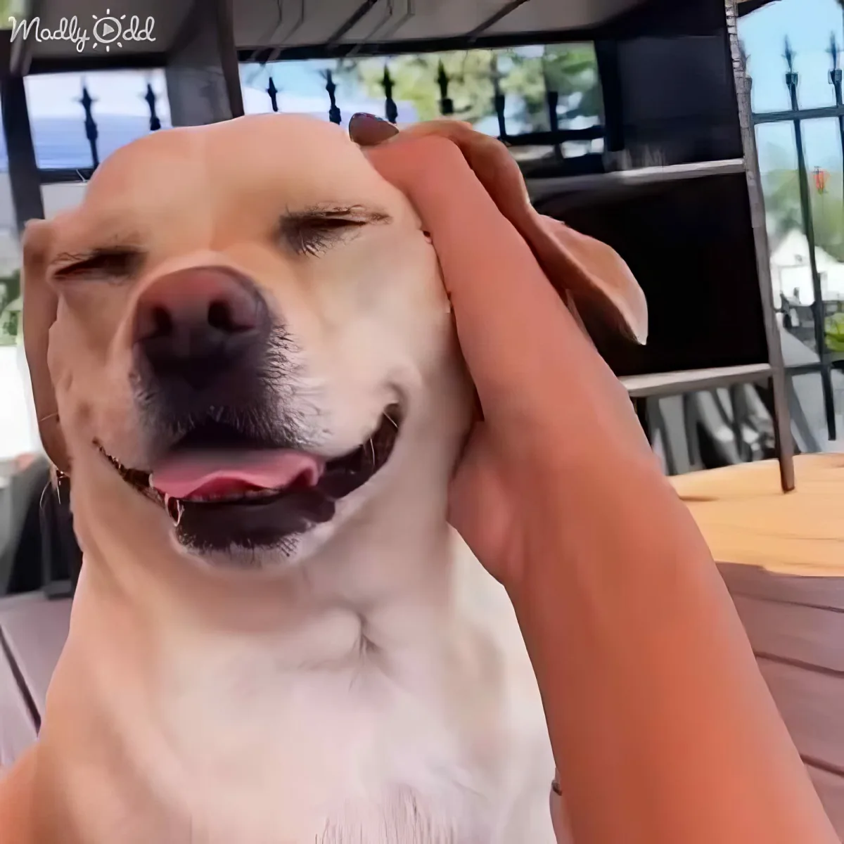 A happy dog with its eyes closed, being petted on the head by a person.