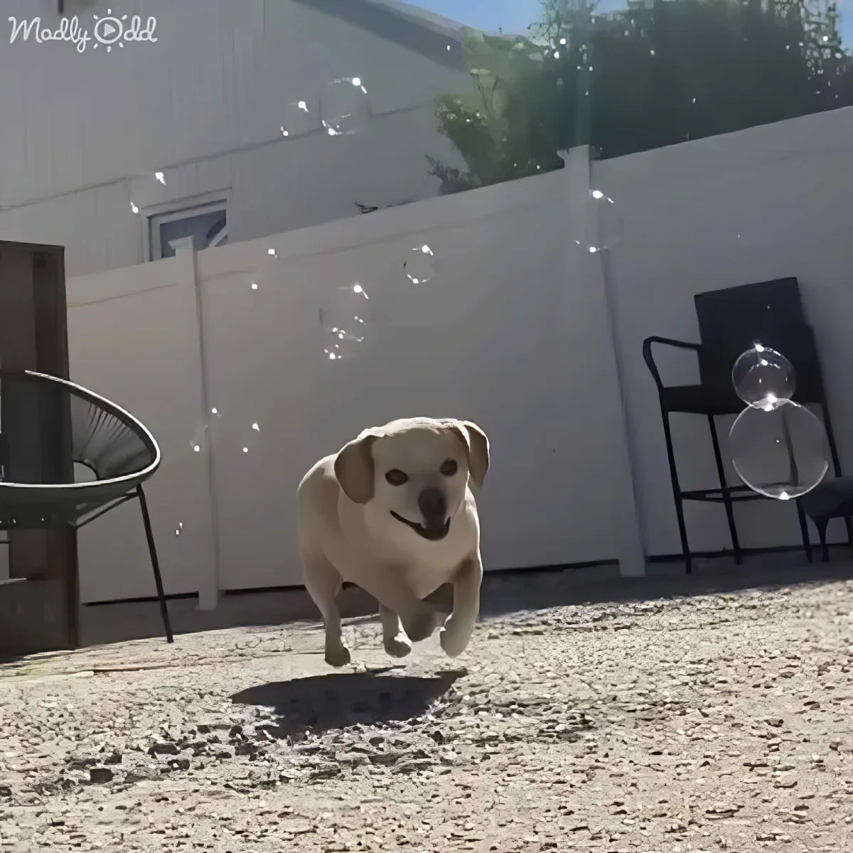 A happy dog runs towards bubbles in a sunny backyard with white walls and chairs.