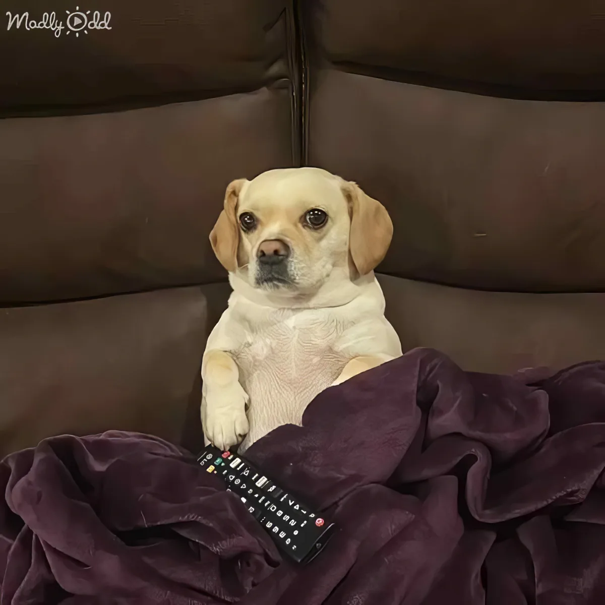 A small white dog sits on a couch with a purple blanket, holding a remote control in its paw.