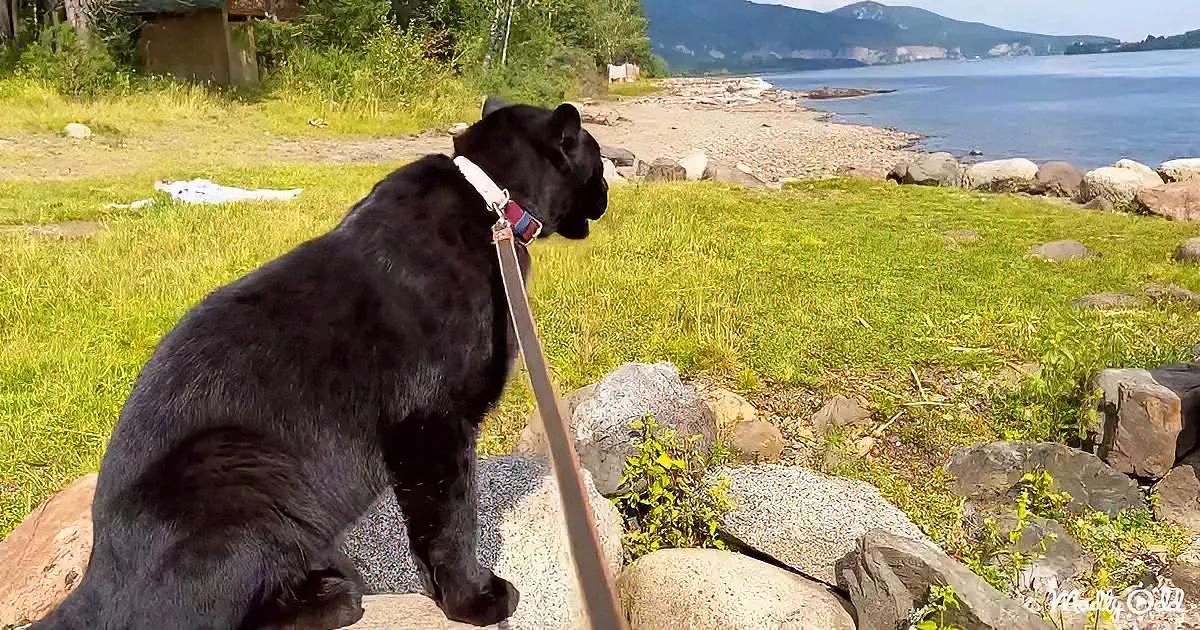 A black cat sits on rocks, gazing at a serene lake surrounded by greenery and distant mountains.