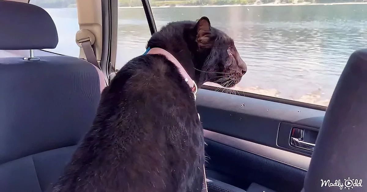 A black cat wearing a harness looks out of a car window, gazing at the water.