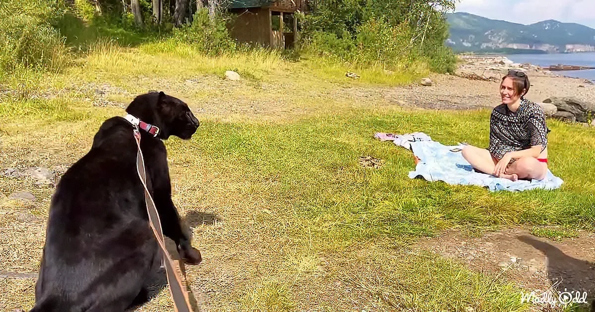 A black dog on a leash sits facing a woman sitting on a blanket near a grassy area with a body of water and mountains in...