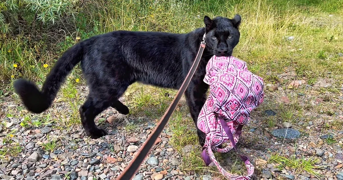 The Most Majestic Panther Goes to the Beach and Meets Sunbathers