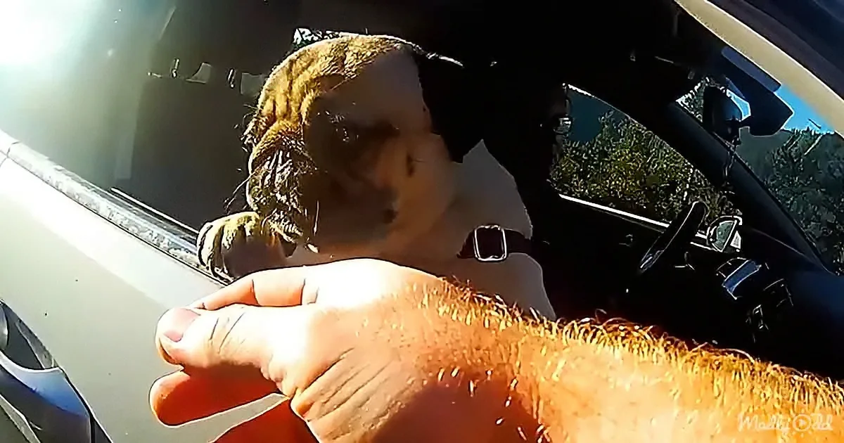 A dog reaches out of a car window, paw extended towards a person's hand.