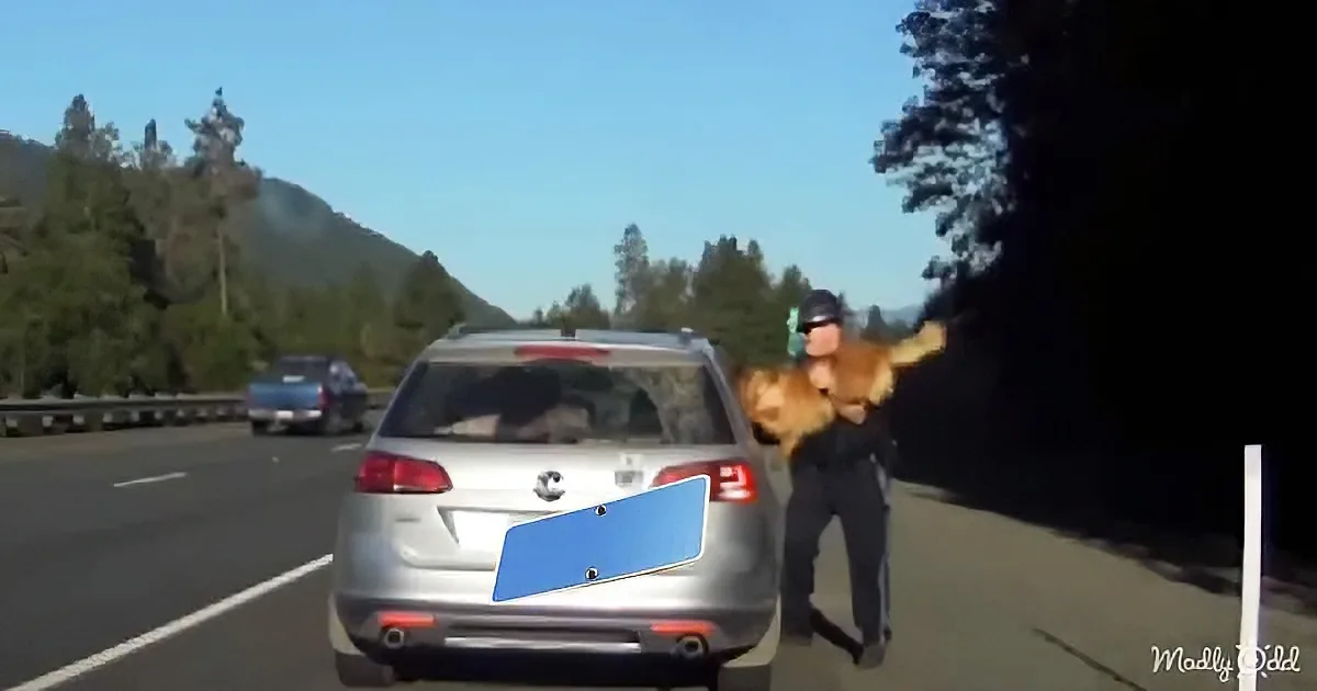 Trooper Catches Dog Jumping out of a Window During a Traffic Stop