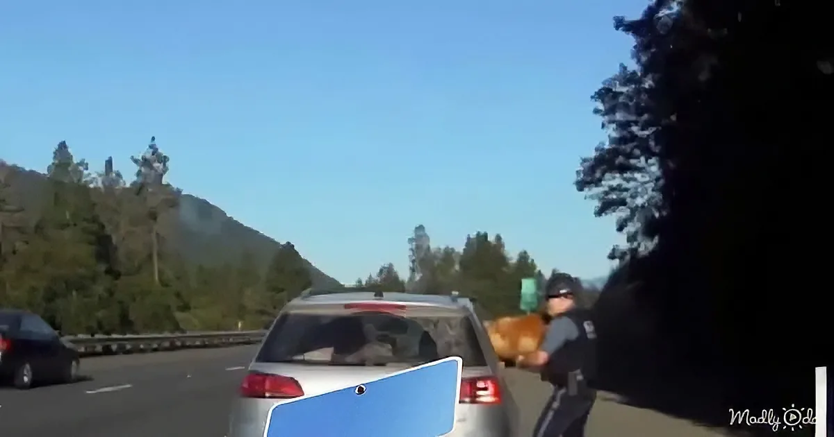 A police officer issues a ticket to a driver on a highway with trees and mountains in the background.