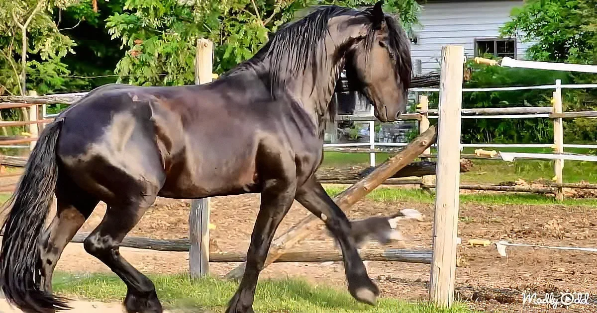 A black horse with a flowing mane and tail is walking in a fenced pasture near a house.