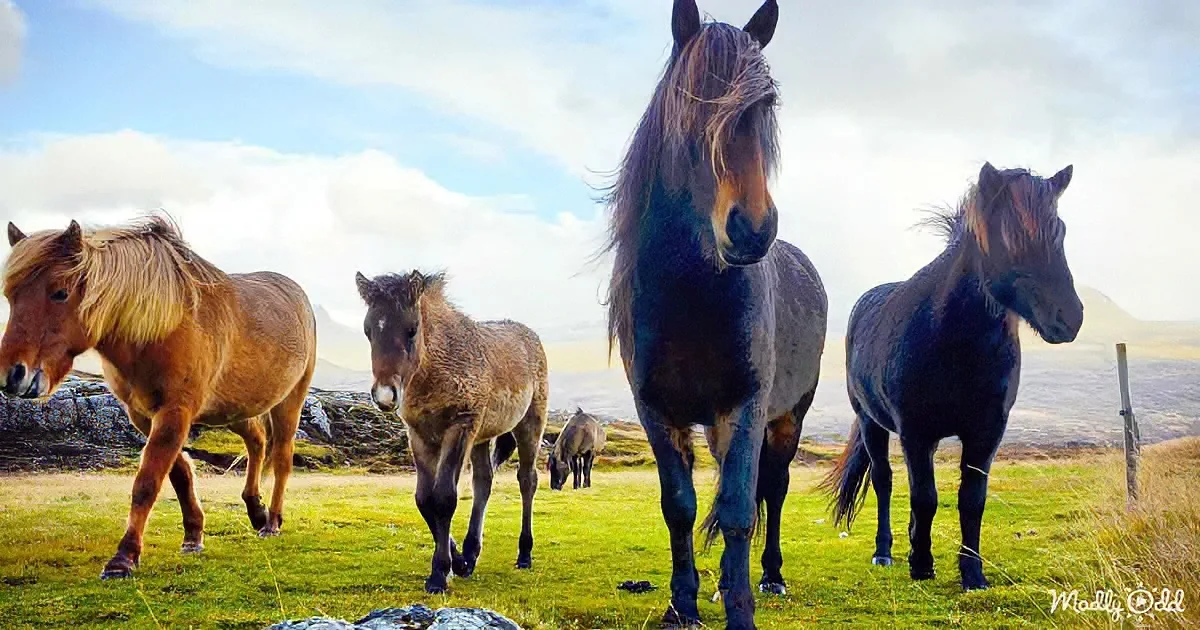 Some Breathtaking Moments With the Majestic Horses