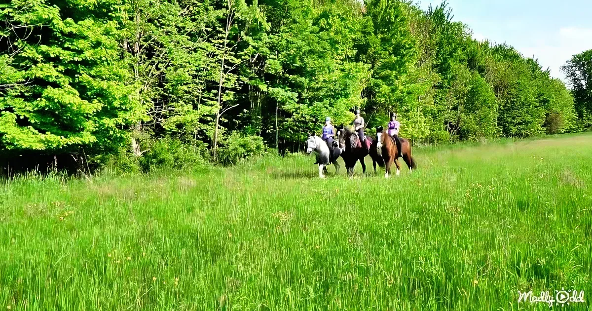 Four people ride horses in a lush green field surrounded by dense trees.