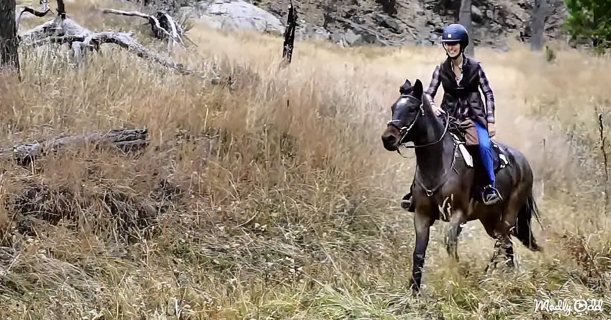 A rider in a helmet and dark outfit sits atop a dark horse in a field of dry grass.