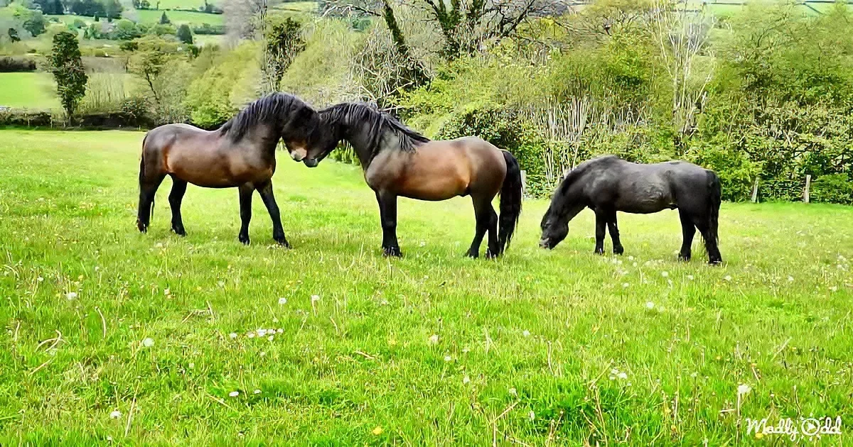Three horses graze on a lush green field with trees and rolling hills in the background.