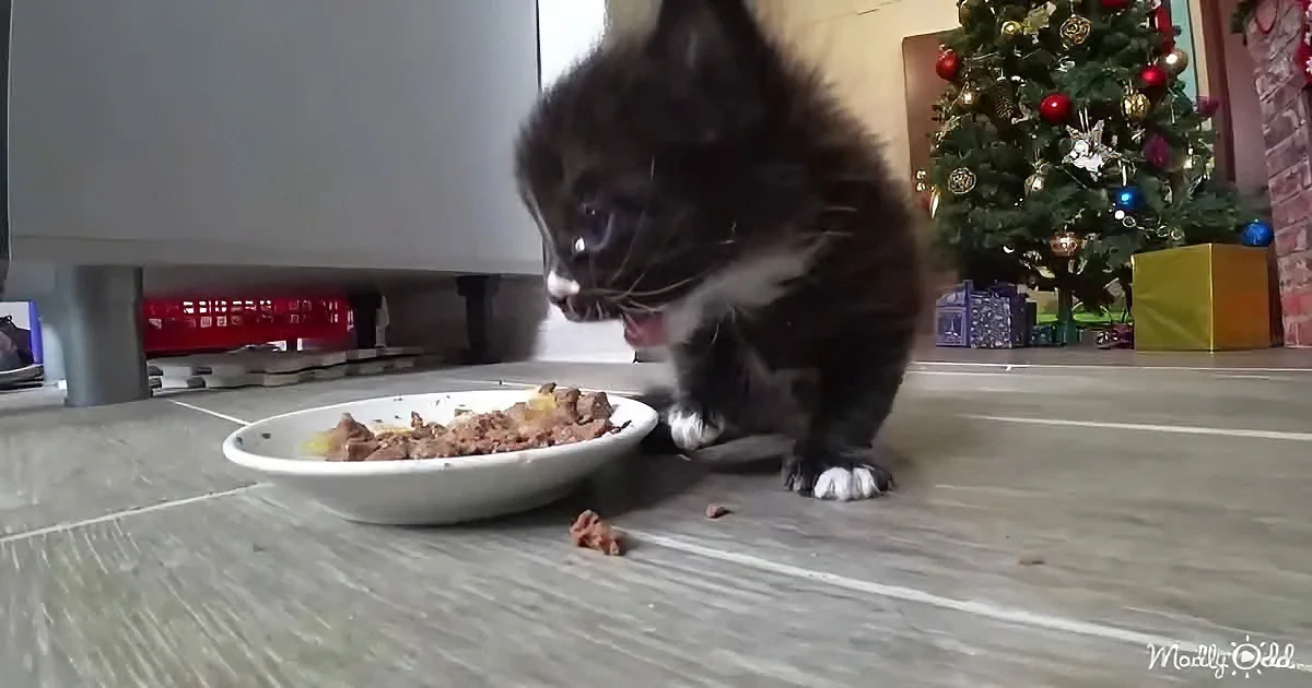 A black and white kitten is eating from a bowl on the floor near a Christmas tree.