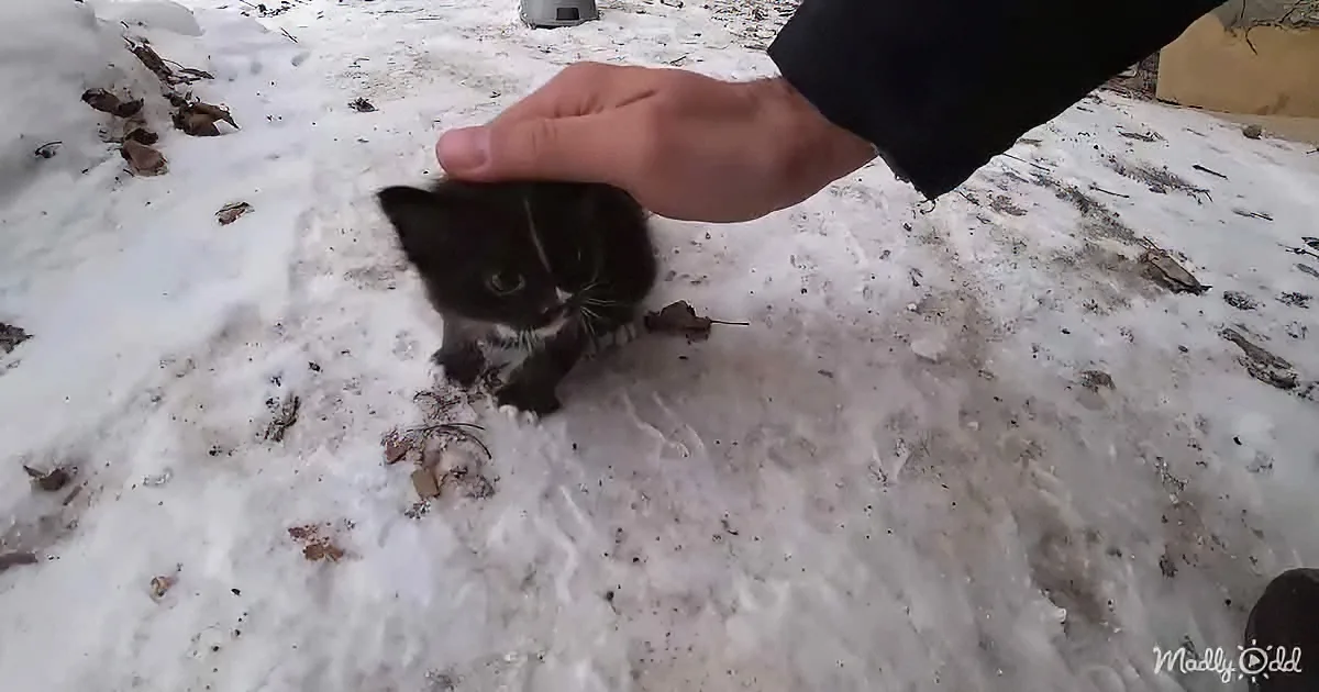 A hand gently touches a small black and white kitten in the snow.