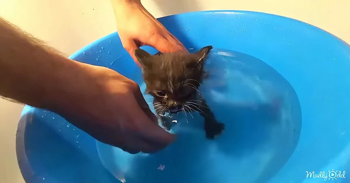 A kitten is being gently held in a blue basin filled with water by a person's hands.