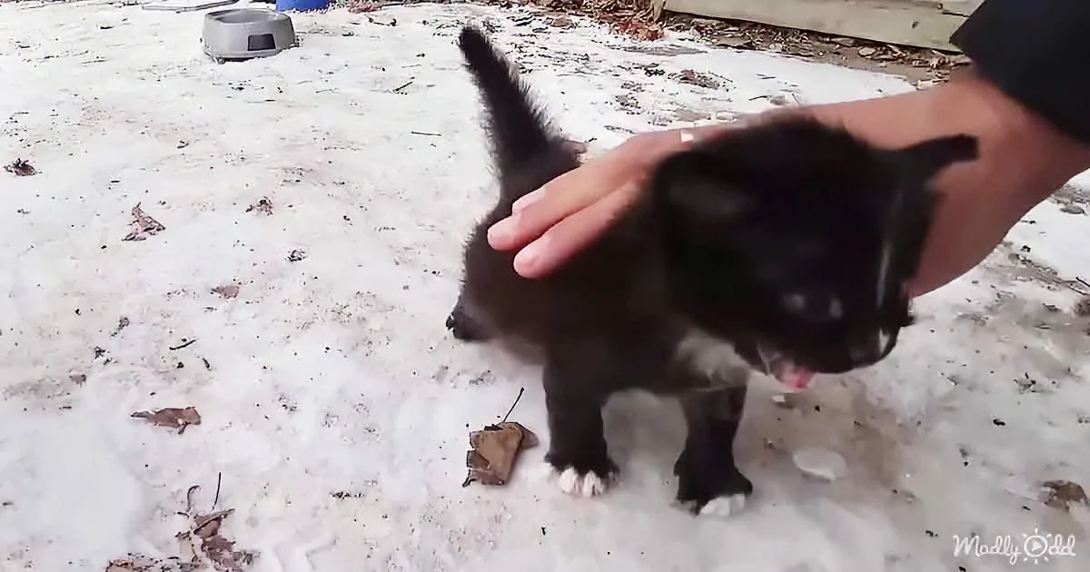 A small black puppy stands on snow, being petted by a person's hand.