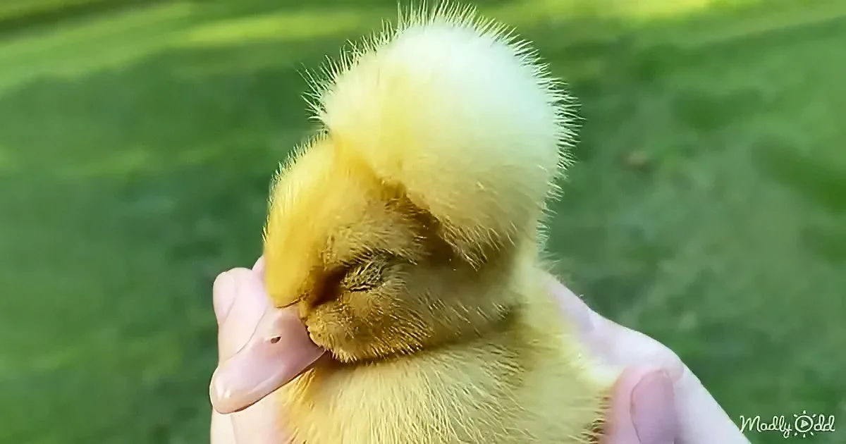 Woman Takes Home a Special Needs Duck That No One Wants
