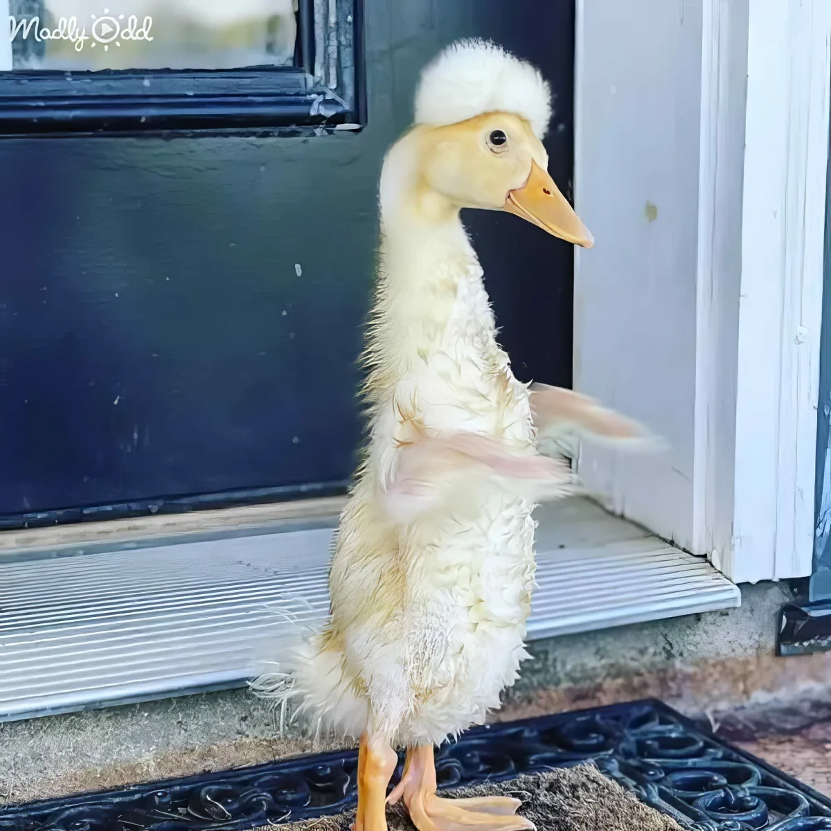 Special needs duck
