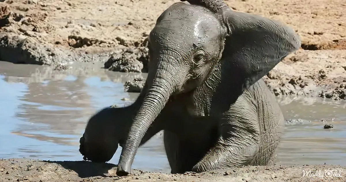Baby Elephant Takes a Mud Bath for the First Time