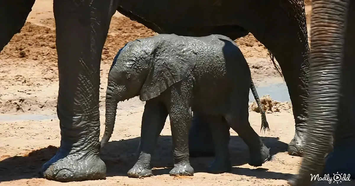 A baby elephant stands muddy, partially obscured by an adult elephant's legs.