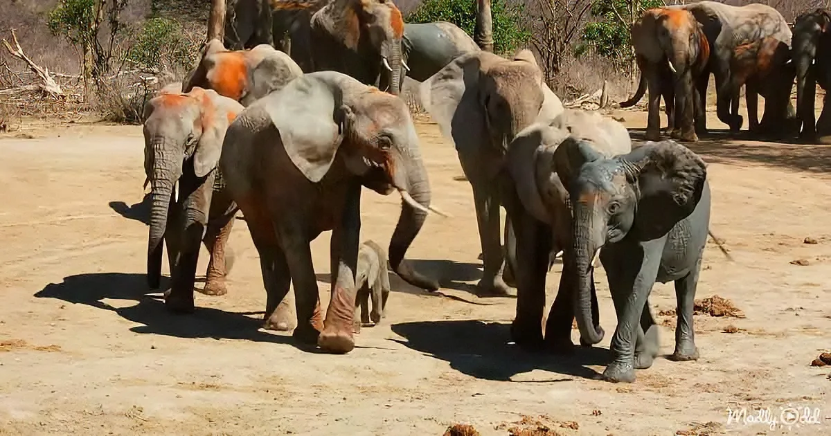 A herd of elephants, including a baby, walks across a dry, sandy area under bright sunlight.