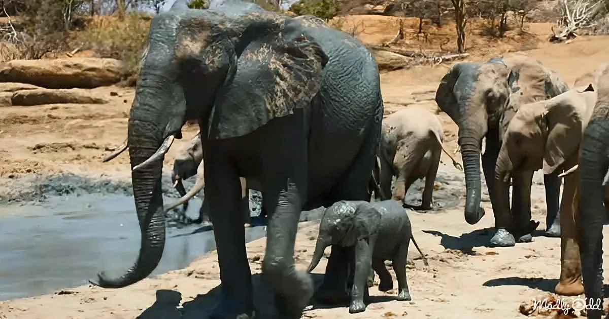 A large elephant stands near a watering hole, surrounded by other elephants, including a baby elephant.