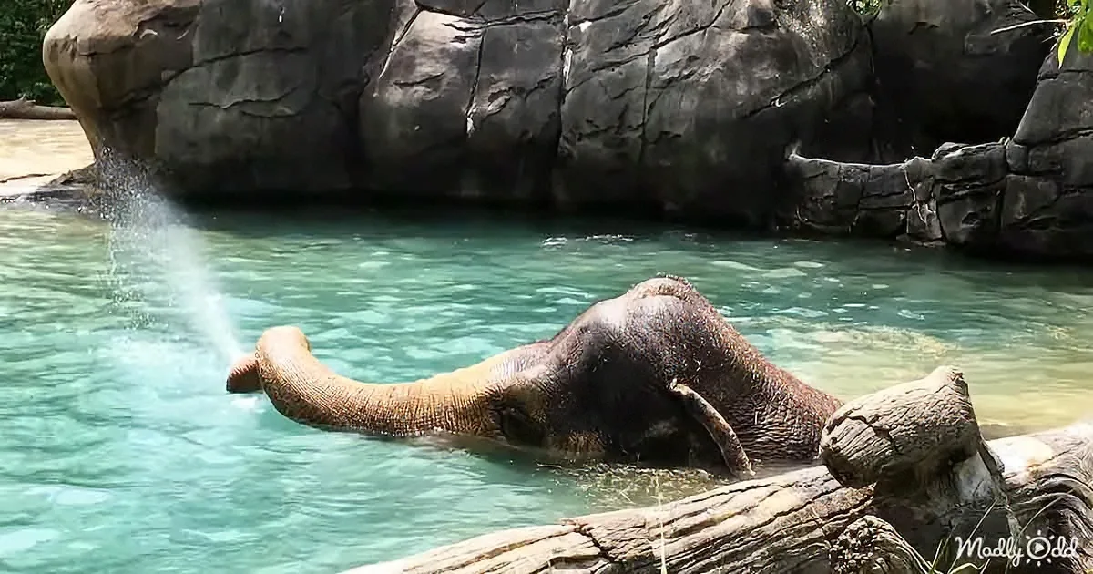 An elephant is cooling off in a pool of water, spraying water from its trunk.