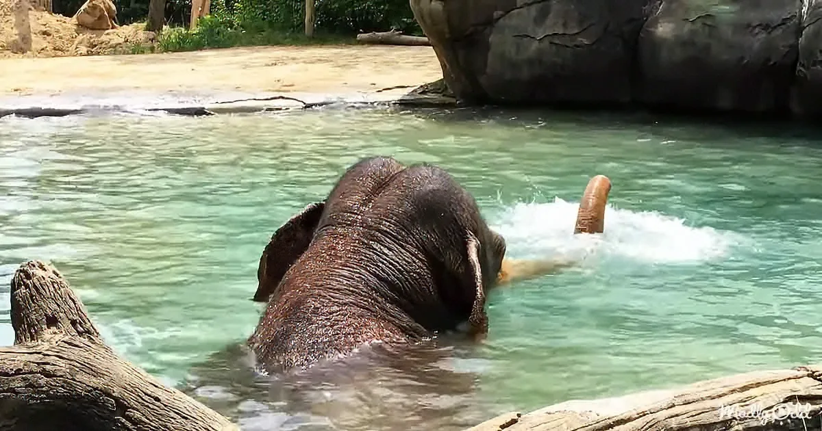 An elephant is splashing water with its trunk in a pool of clear water.