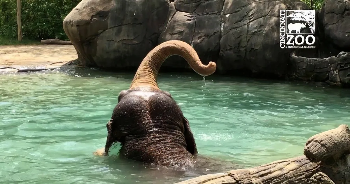 Elephants Enjoy a Sunny Day in Their Pool