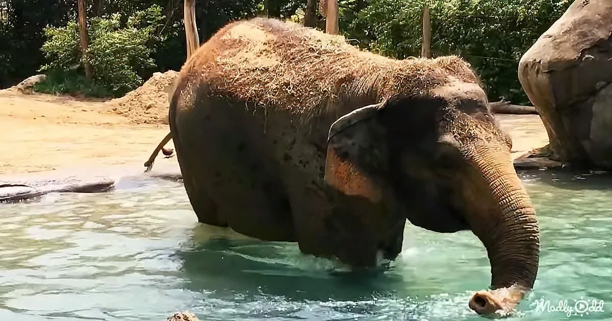 An elephant stands in a pool of water, its body partially submerged, with hay on its back.