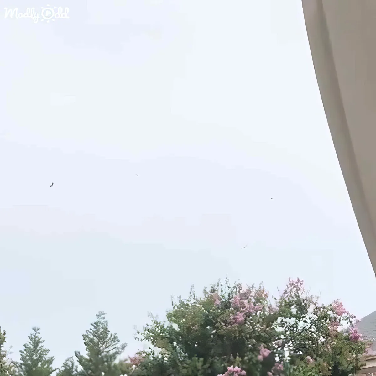 Birds flying in the sky above trees with pink blossoms.
