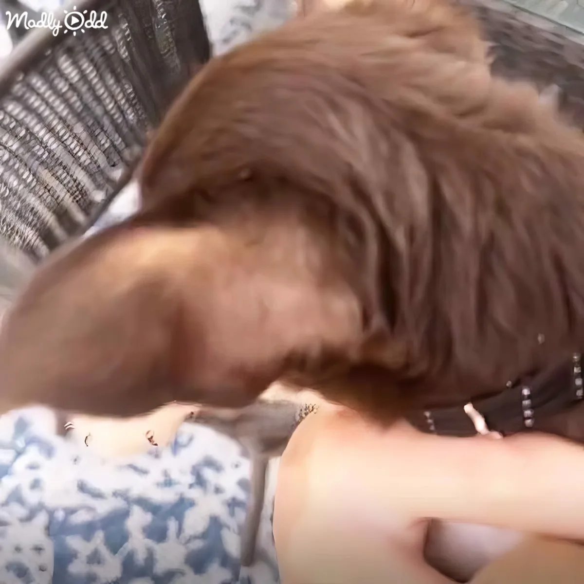 A brown dog is sleeping peacefully on a person's lap, with its head resting on the person's arm.