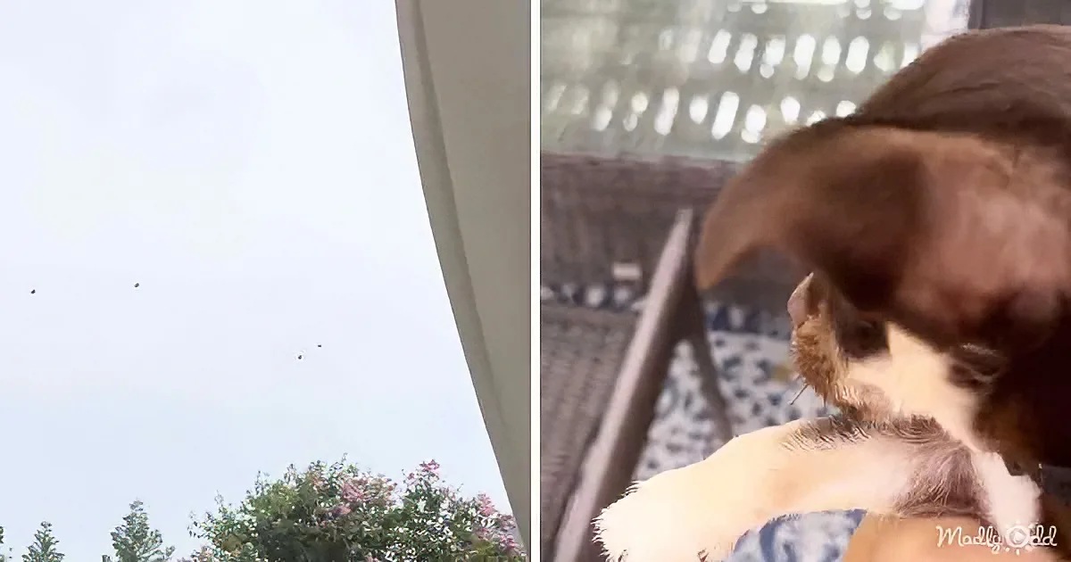 A dog rests on a chair, gazing out a window at birds flying in the sky with trees in the background.