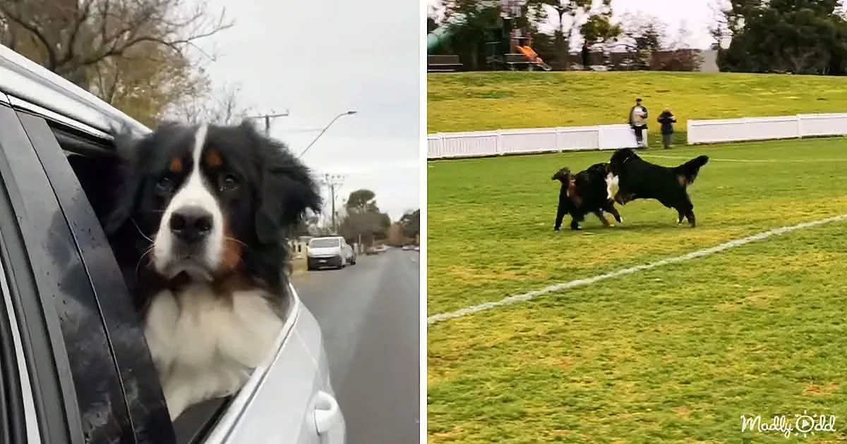 A Bernese Mountain Dog enjoys a car ride, while two dogs playfully interact on a grassy field.