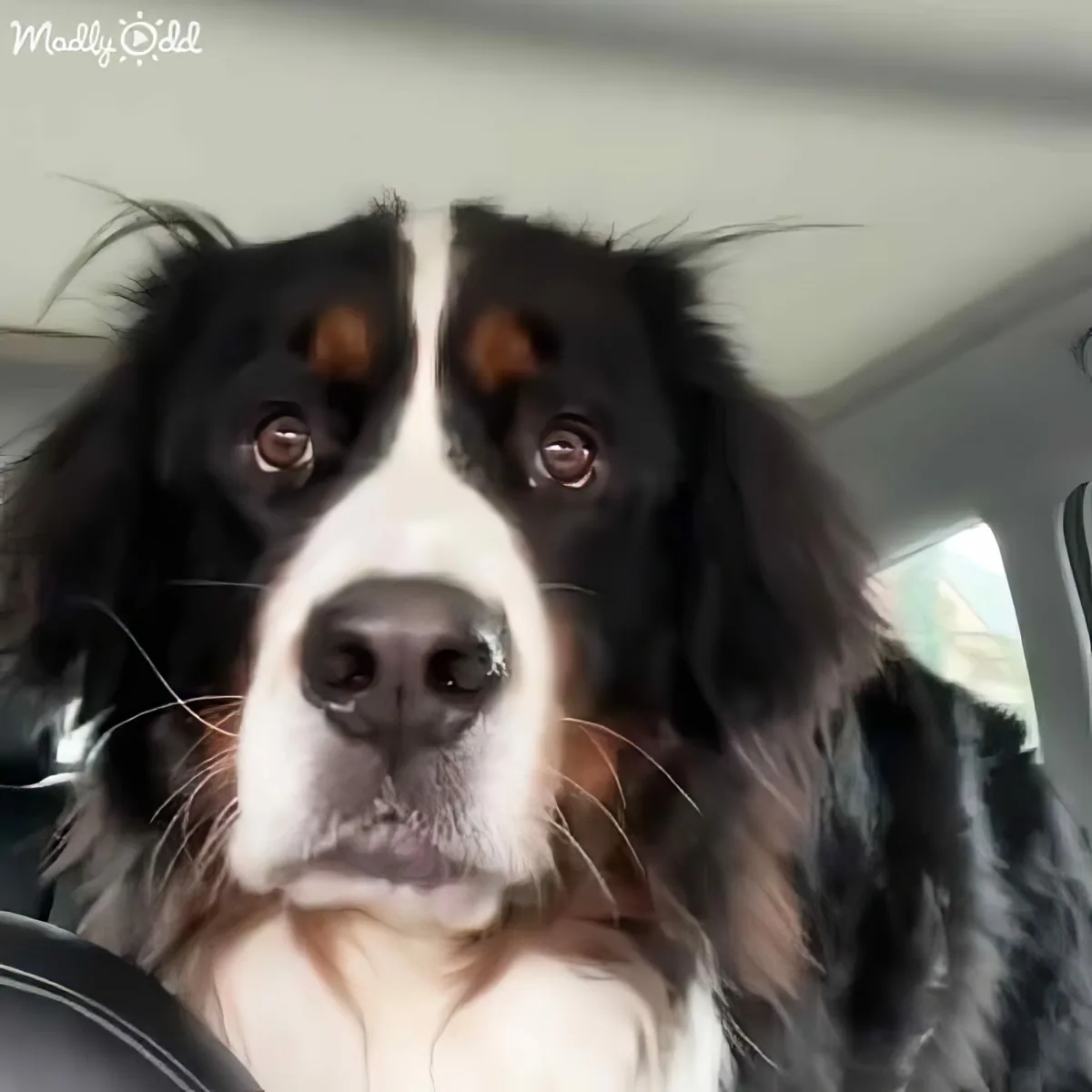 Bernese Mountain Dog