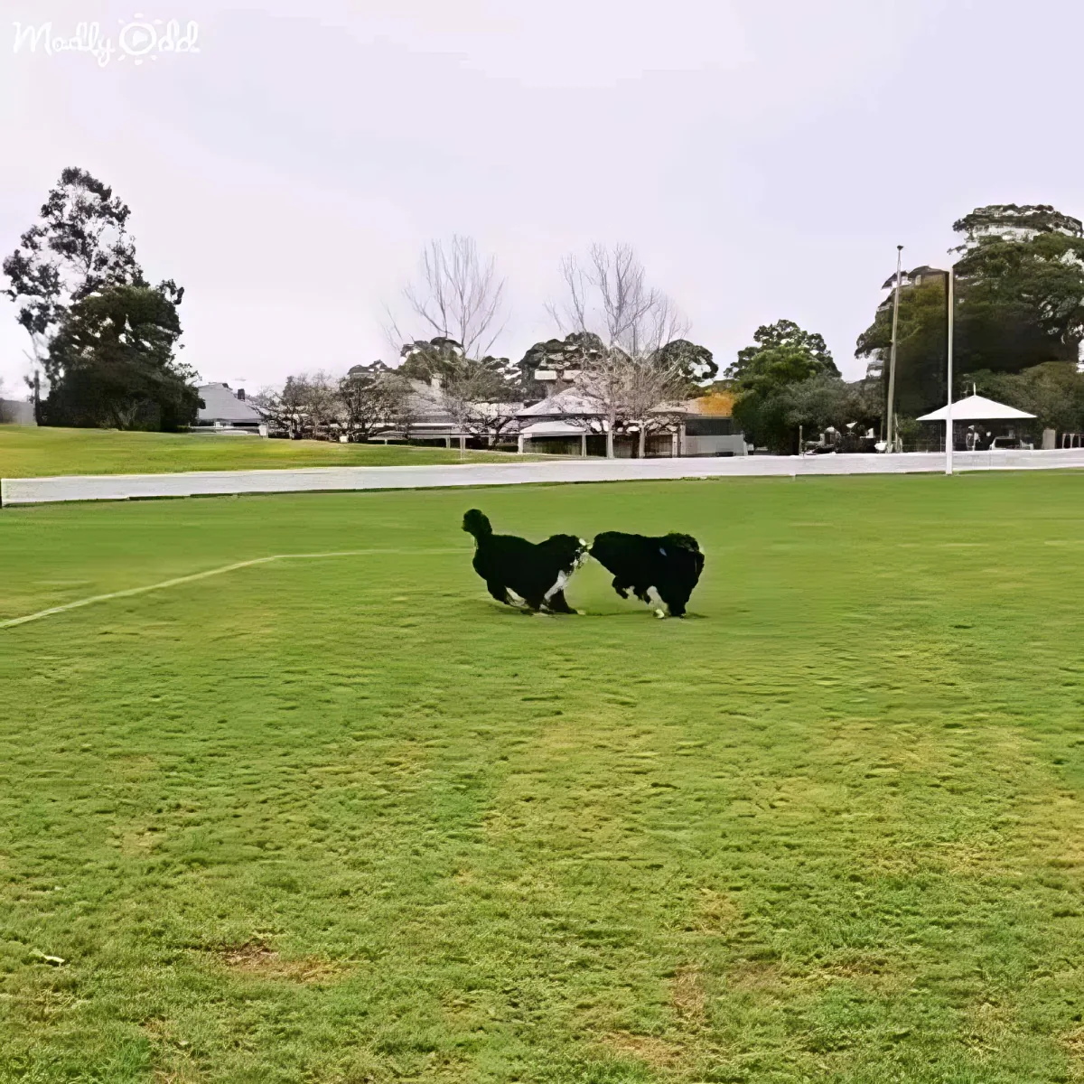 Bernese Mountain Dogs