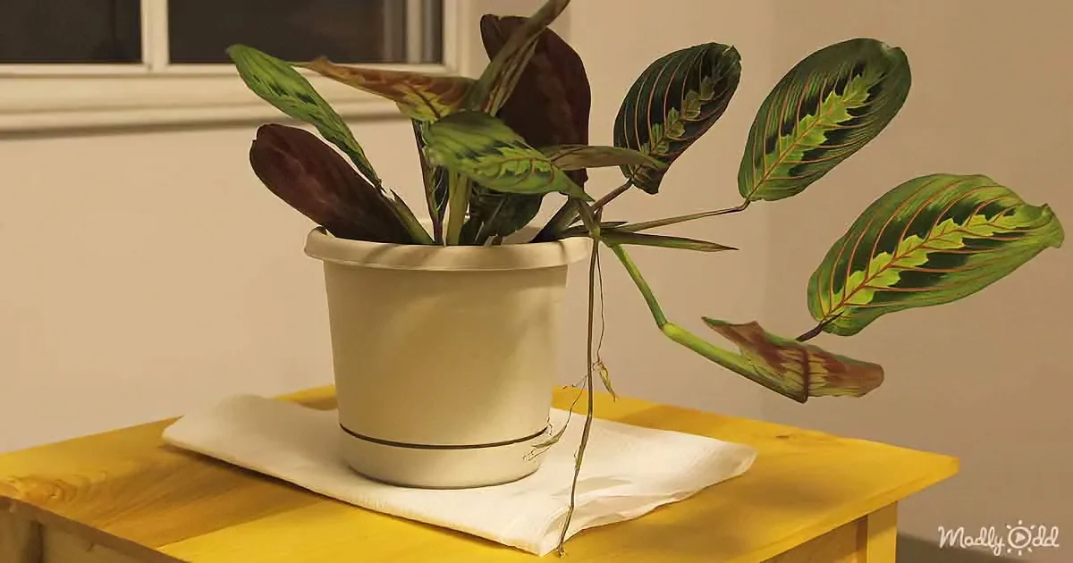 House Plants Dance in Mesmerizing Timelapse