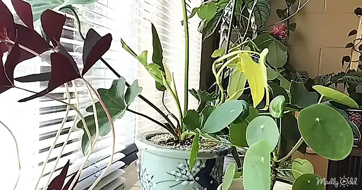 A potted plant with green leaves and a tall stem sits in a light blue pot near a window with blinds.