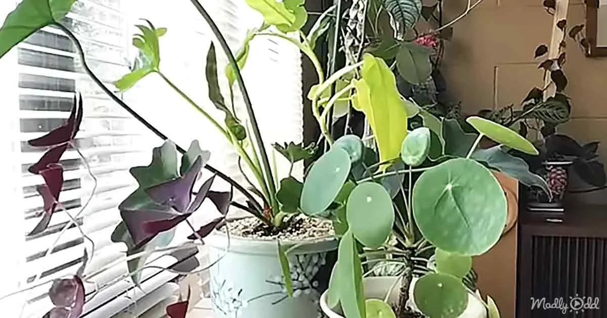 A variety of potted plants, including a heartleaf philodendron, are arranged near a window with blinds.