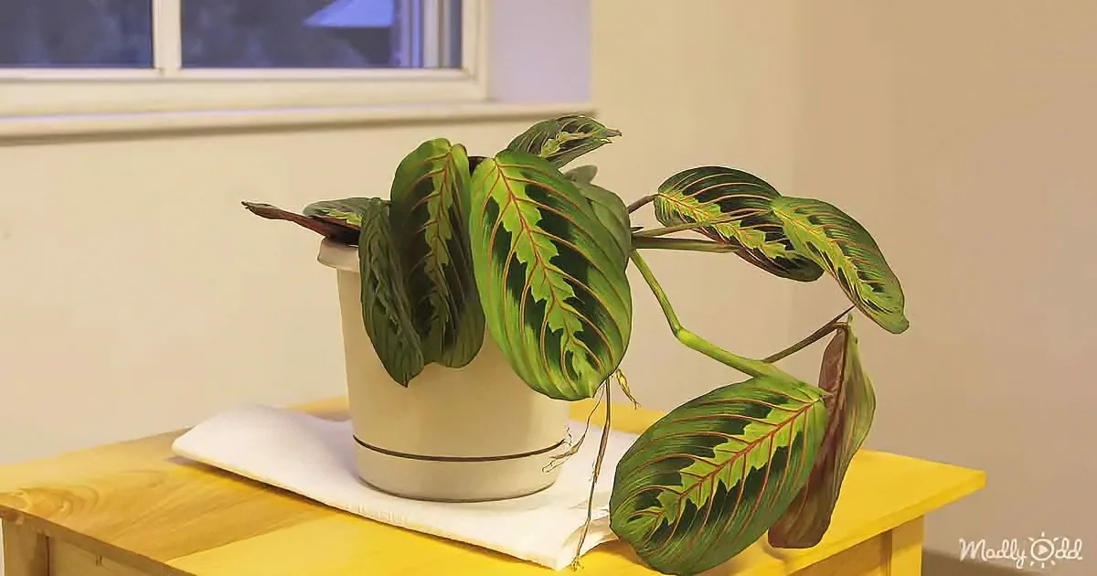 A vibrant green prayer plant with red veins sits in a white pot on a wooden table.