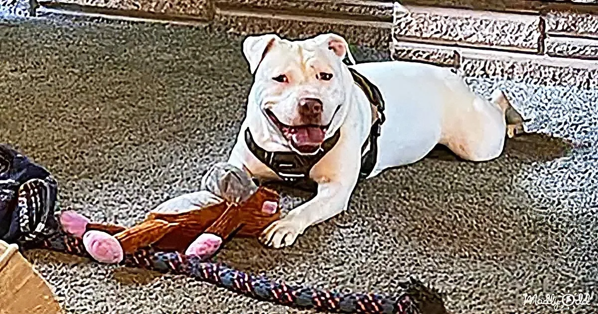 A white dog wearing a harness lies on a speckled floor, surrounded by toys and a leash.