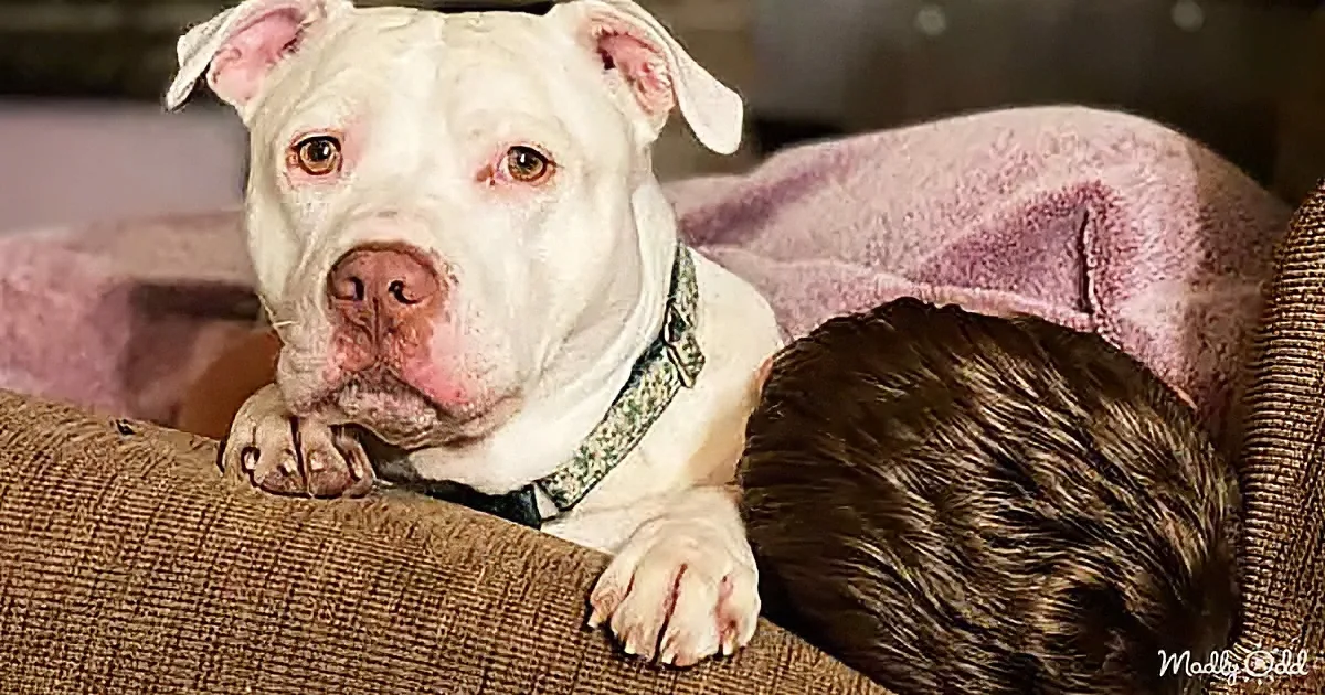 A white pit bull with a green bow tie rests its head on a couch next to a person's head.