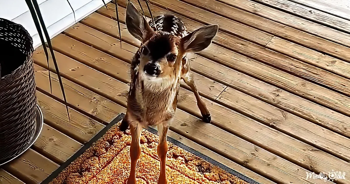 A fawn stands on a wooden deck, looking up with large, curious eyes.