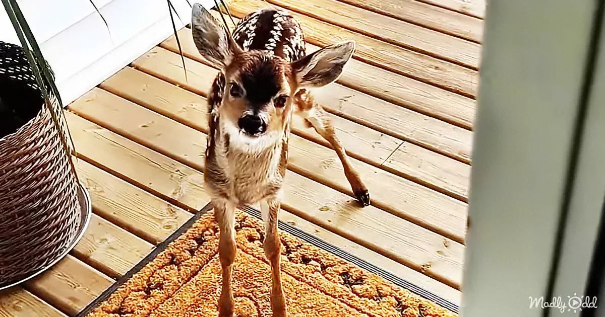 A fawn stands on a wooden deck, looking directly at the camera with a curious expression.