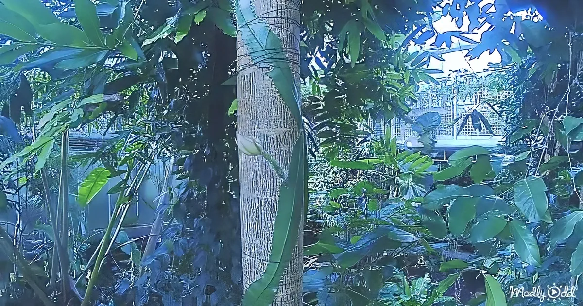 A tree trunk surrounded by lush green foliage and a distant structure with a grid pattern.
