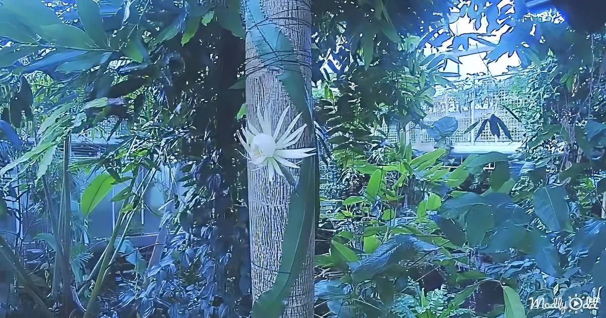 A white flower with long, thin petals is attached to a tree trunk amidst dense green foliage.