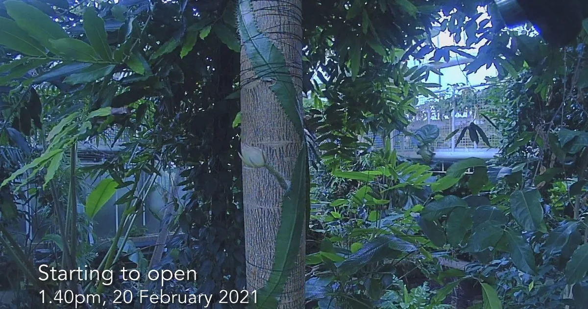 Breathtaking Time-Lapse - Rare Moonflower That Blooms Once a Year